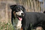 BOUVIER D'APPENZELL 012